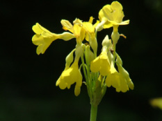 Primula florindae bestellen